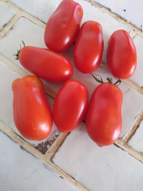 Homegrown San Marzano tomatoes on a white tile counter.