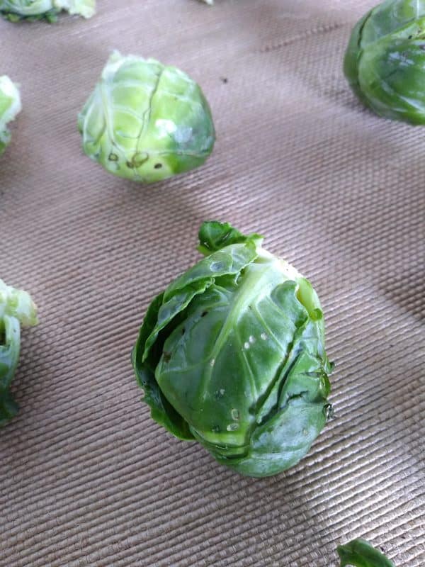 Brussels Sprouts Up Close