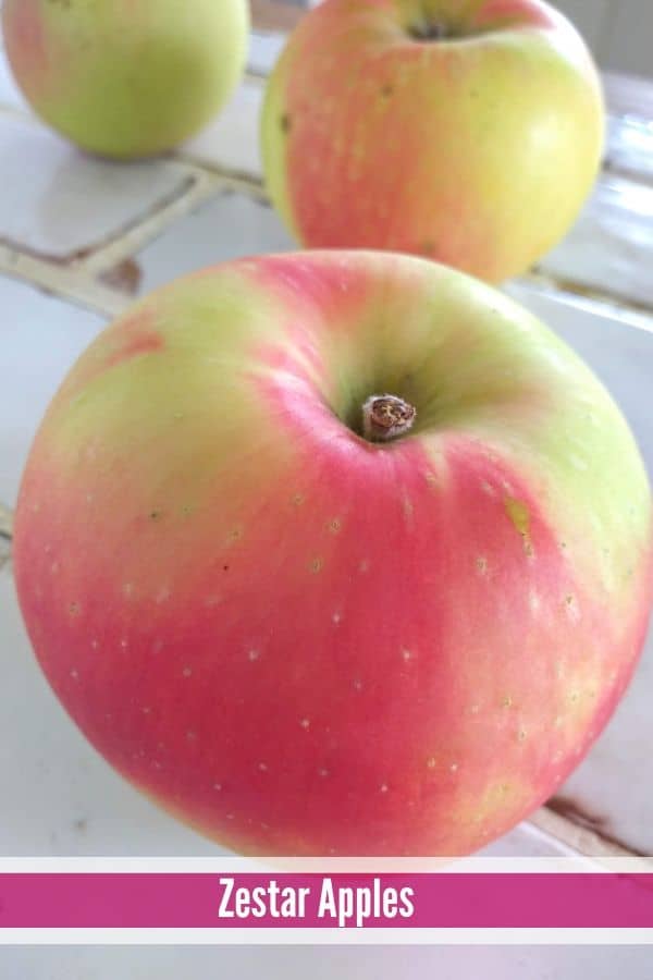 Zestar apple cheap