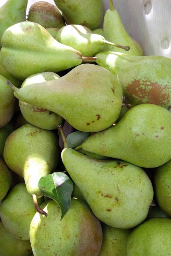 Concorde Pears