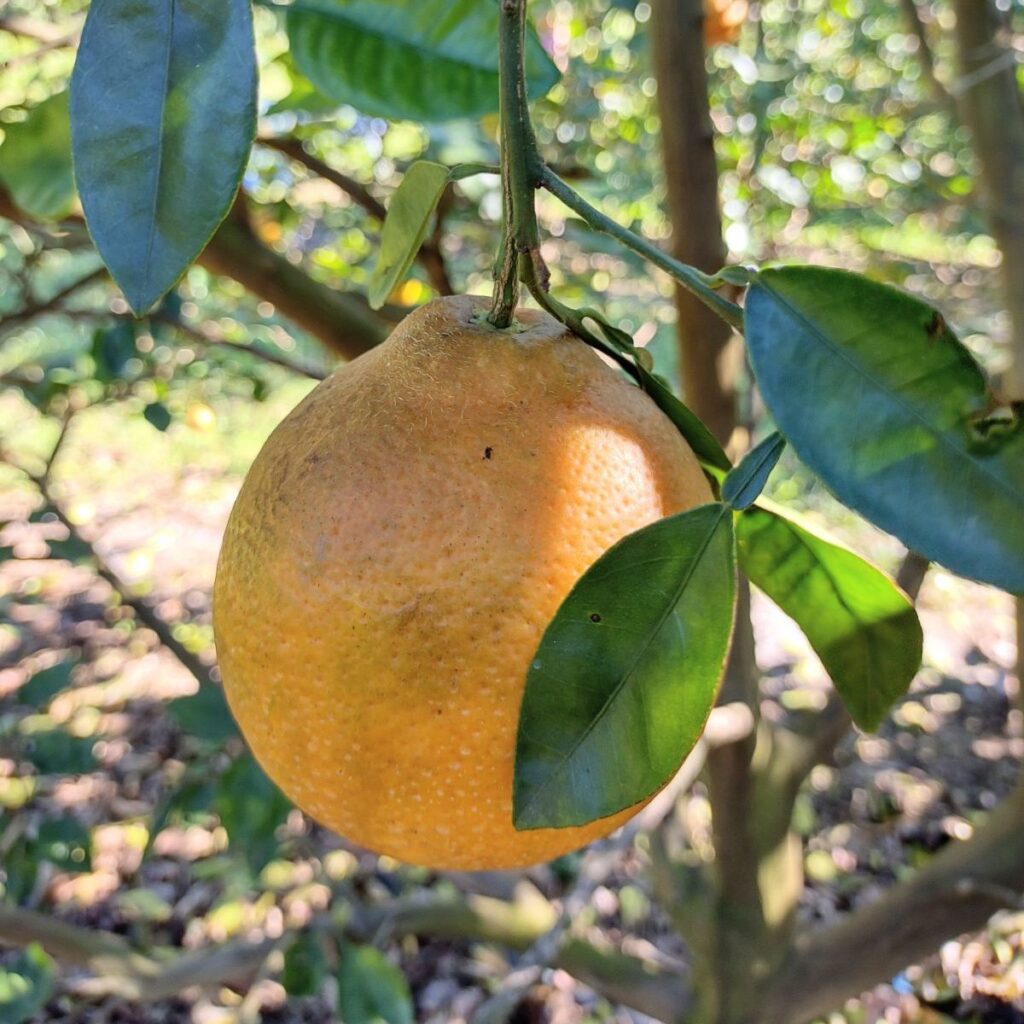 A single Florida Honeybell hanging in a tree.