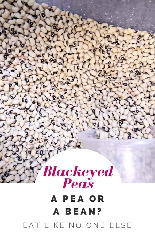 Des pois à œil noir dans un bac avec un récipient en plastique pour les écoper. Les mots "Blackeyed Peas - a Pea or a Bean" apparaissent en bas de l