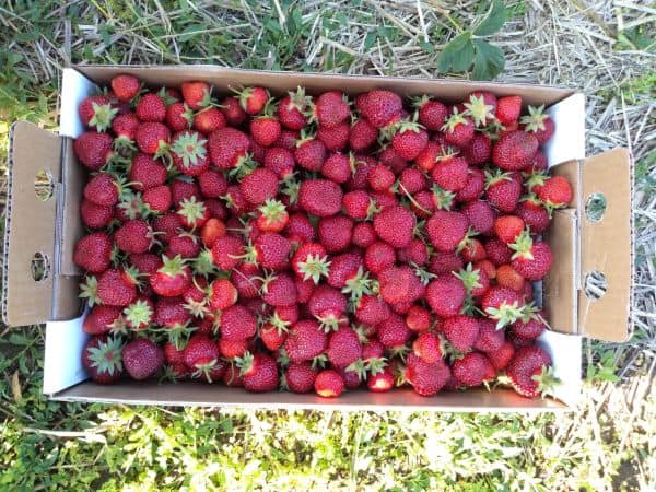 U pick local strawberries in a white box sitting on straw with grass and weeds.