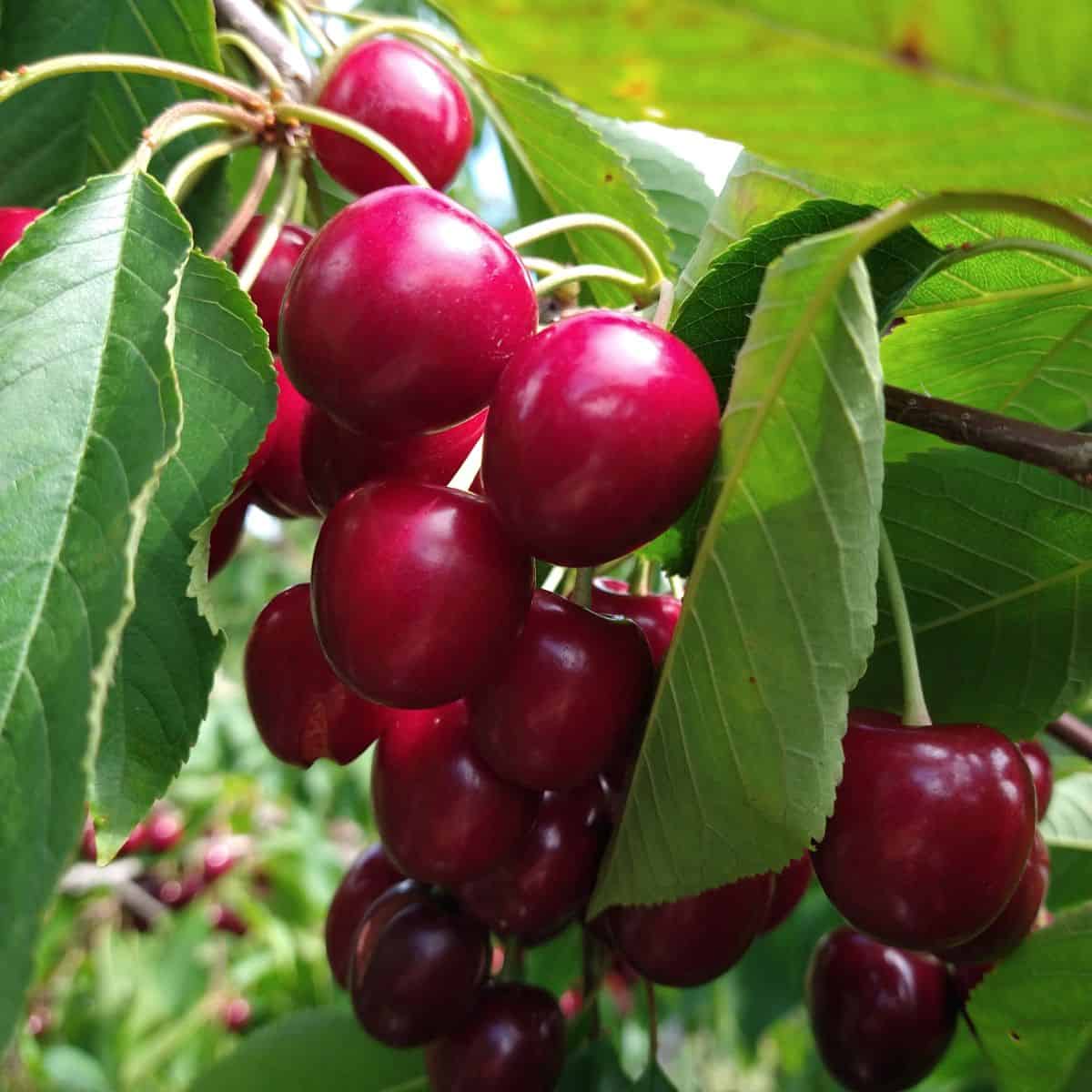 Bunches of red cherries in a tree.