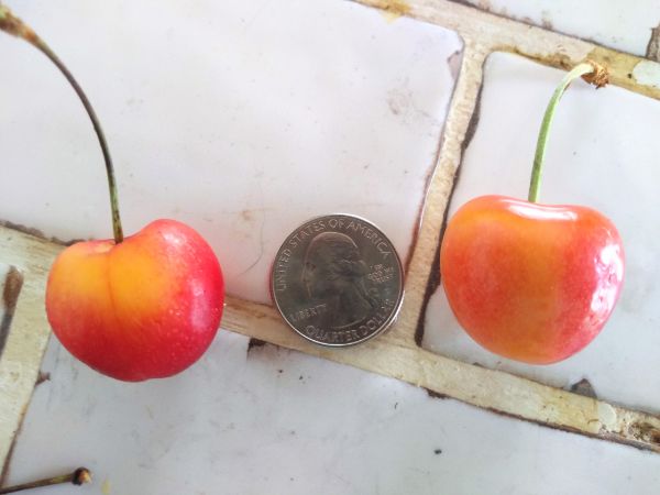 Two Skylar Rae cherries on a counter next to a quarter to show that they are bigger than a quarter.