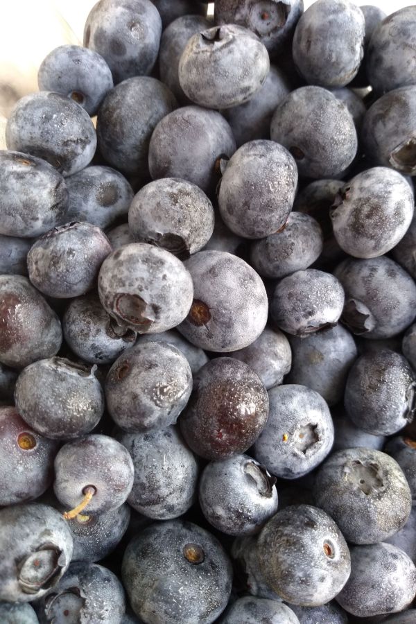 Up close view of blueberries covered in white bloom