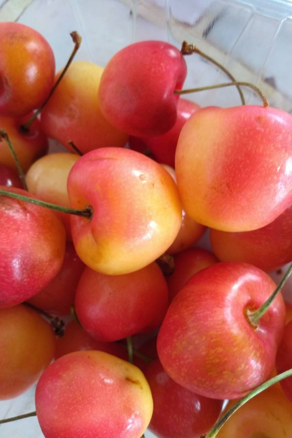 Close up picture of Orondo ruby cherries