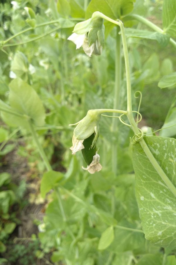 A snap pea is beginning to form on the plant from a flower