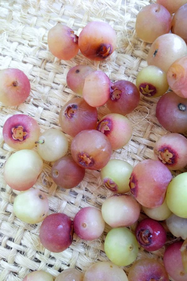 Close up of Pink Lemonade Blueberries on a piece of burlap