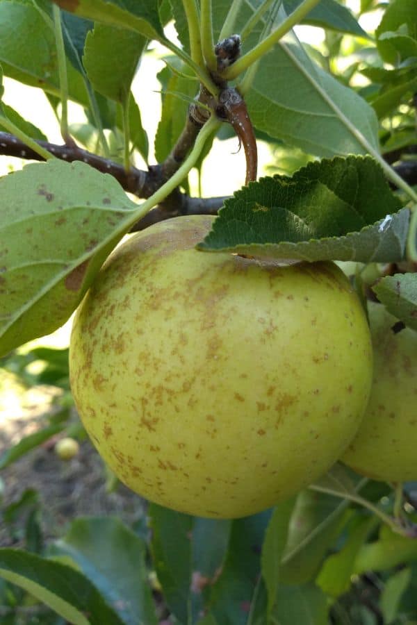 A single Golden Delicious apple hanging in a tree