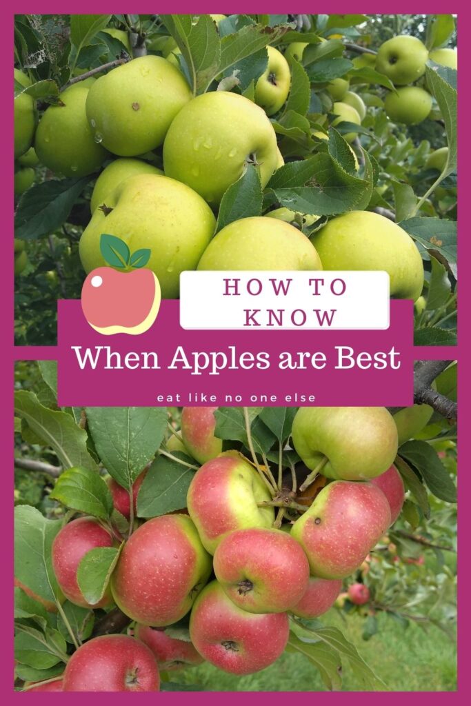 A collage of apples hanging in the trees with the words "How to Know When Apples are Best".