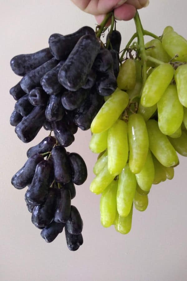 Black moon drops grapes on the left with Green tears drops grapes on the right both being held up against a white wall.