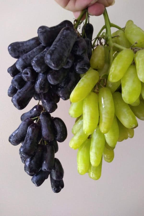 Moon Drops and Tear Drops grapes next to each other.