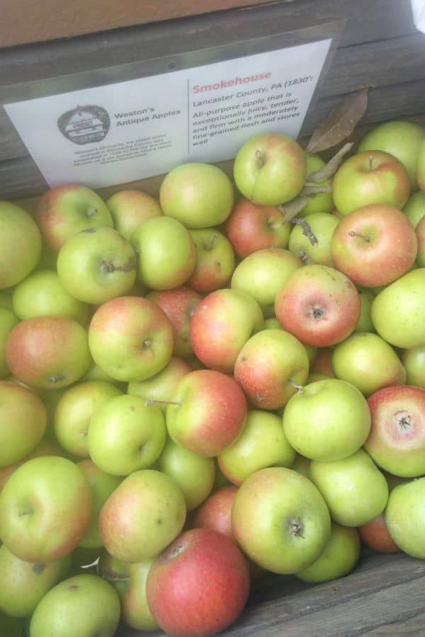 A bin of green Smokehouse apples, some of them with red blush on them. 