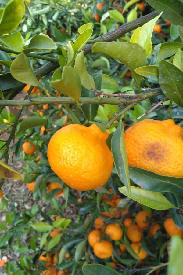 Kishu mandarins in a tree, ready to be picked.