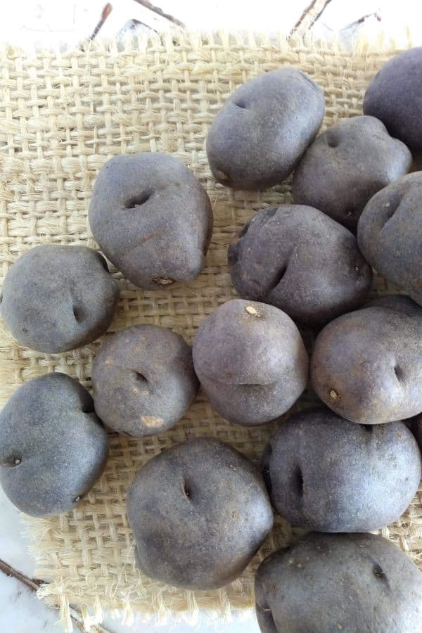 Purple potatoes piled up on a piece of burlap sitting on a counter.