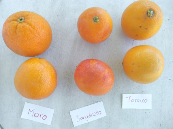 3 different types of blood oranges on a white wood board. From left to right Moro, Sanguinelo, and Tarocco.