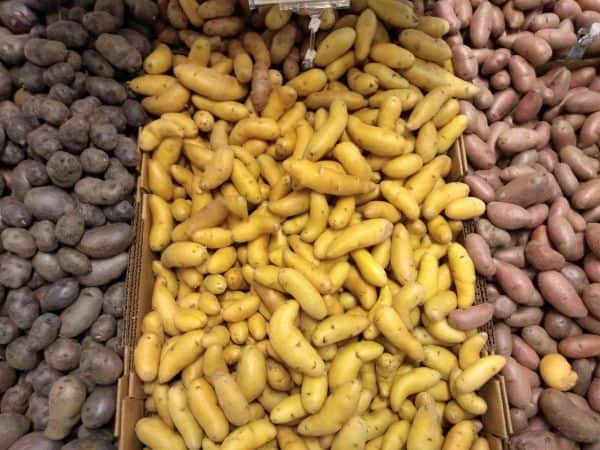 A display of fingerling potatoes in purple, yellow, and red in 3 different boxes.