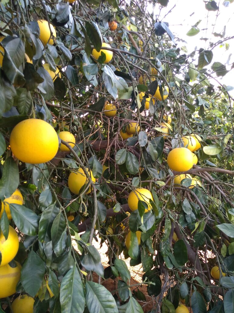 Several Pomelos hanging in a tree with green leaves