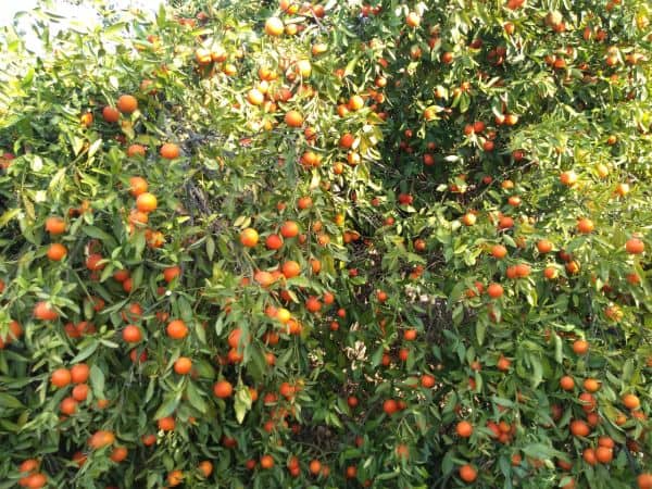 A tree that is full of ripe Page mandarins ready to be harvested.