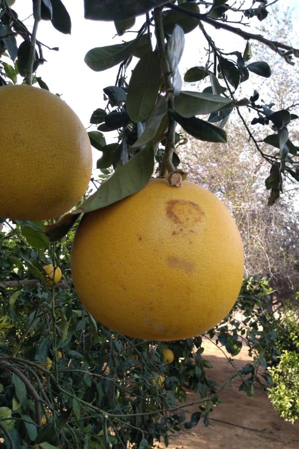 Pomelos hanging in trees in California