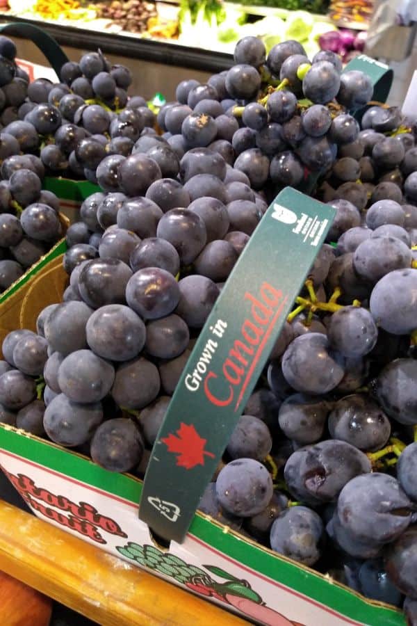 A cardboard container of Concord grapes with a handle. On the handle it reads "grown in canada"