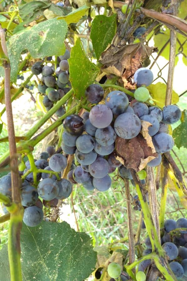 A bunch of ripe concord grapes still attached to the vine.