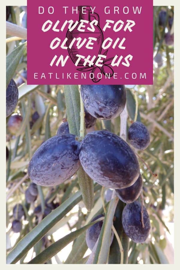 A tree full of blue/black olives with the words "Do They Grow Olives for Olive Oil in the US" in a maroon colored box at the top.