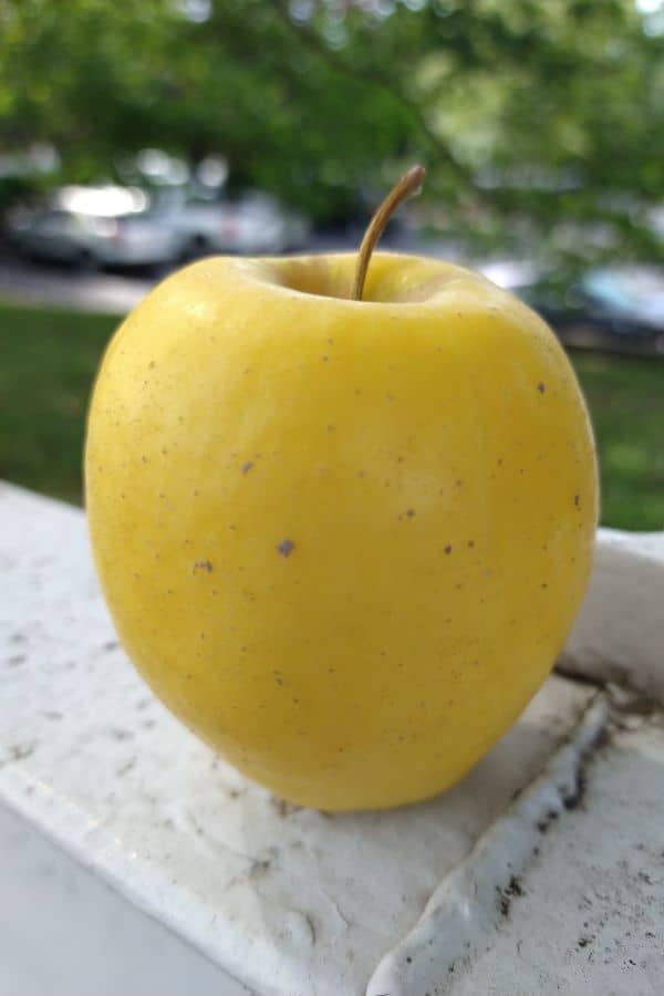 A single yellow Lemonade apple sitting on a white fence post with the background blurred.