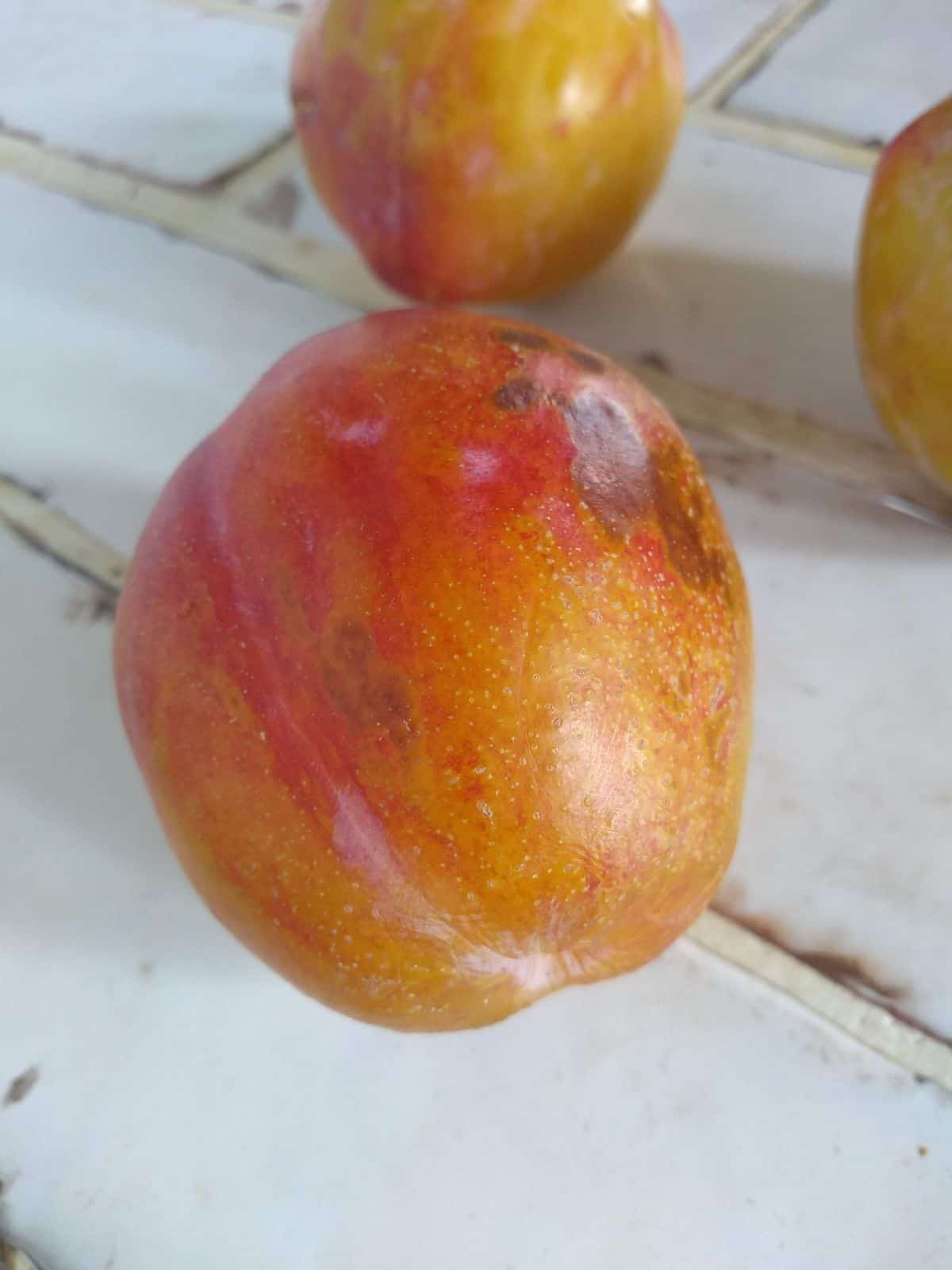 A Flavor Grenade pluots is shown that is red near the top and yellow near the bottom. It's sitting on a white tile counter top with two other pluotst nearby. 