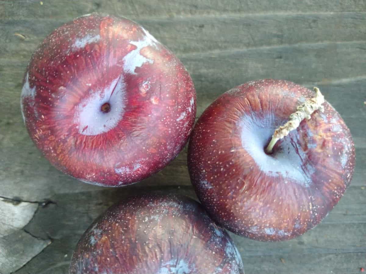 3 dark colored (black) pluots sitting on a wood picnic table. The tops of the fruit as beginning to wrinkle.