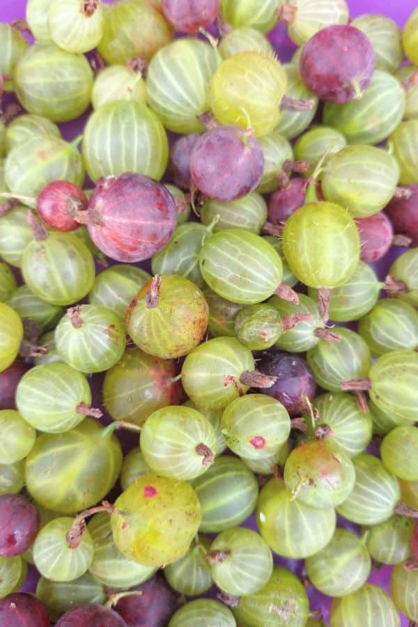 A close up of a plate full of green and a few red gooseberries. 