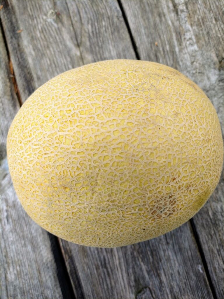 A singe, whole Sugar Kiss melon sitting on a wood picnic table.