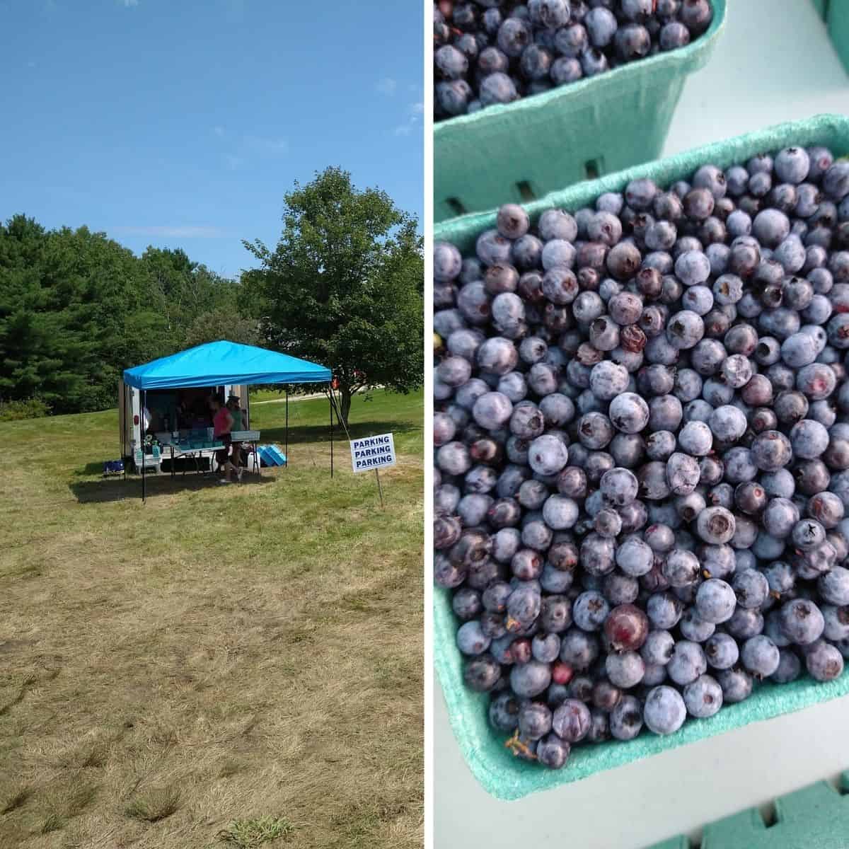 A collage featuring a road side stand selling blueberries in a empty lot on the left and a quart of wild blueberries on a table on the right.