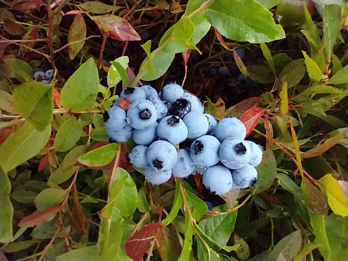 A close up picture of a bunch of wild blueberries that are ripe to be picked. You can see green and red leaves on the plant.