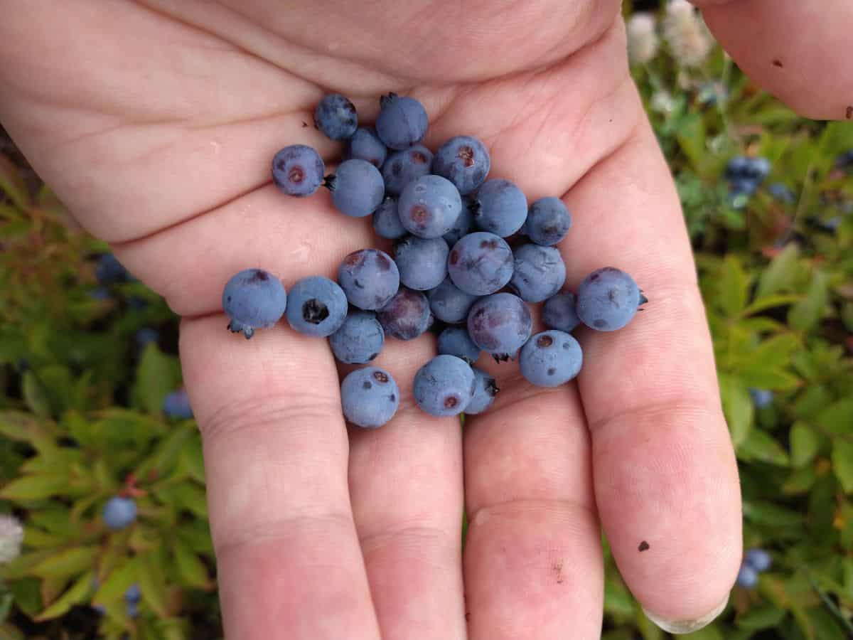 A handful of wild blueberries in a person's hand over top of the wild blueberry patch.