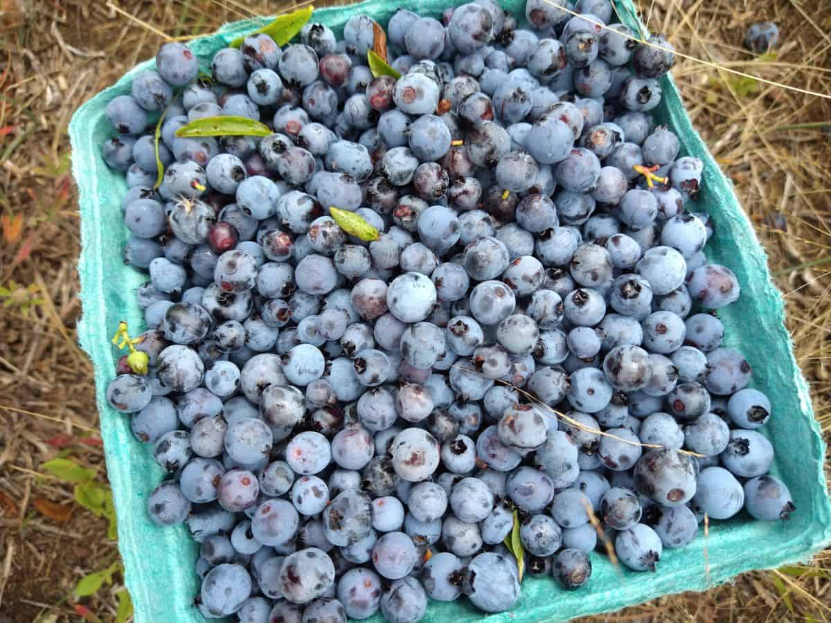 A blue-green quart sized container filled with wild Maine blueberries freshly picked from the field. The container is sitting on the ground in the field.