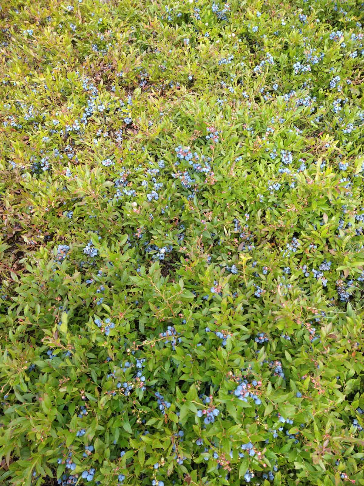 Wild blueberries ready to be harvested from their low bush.