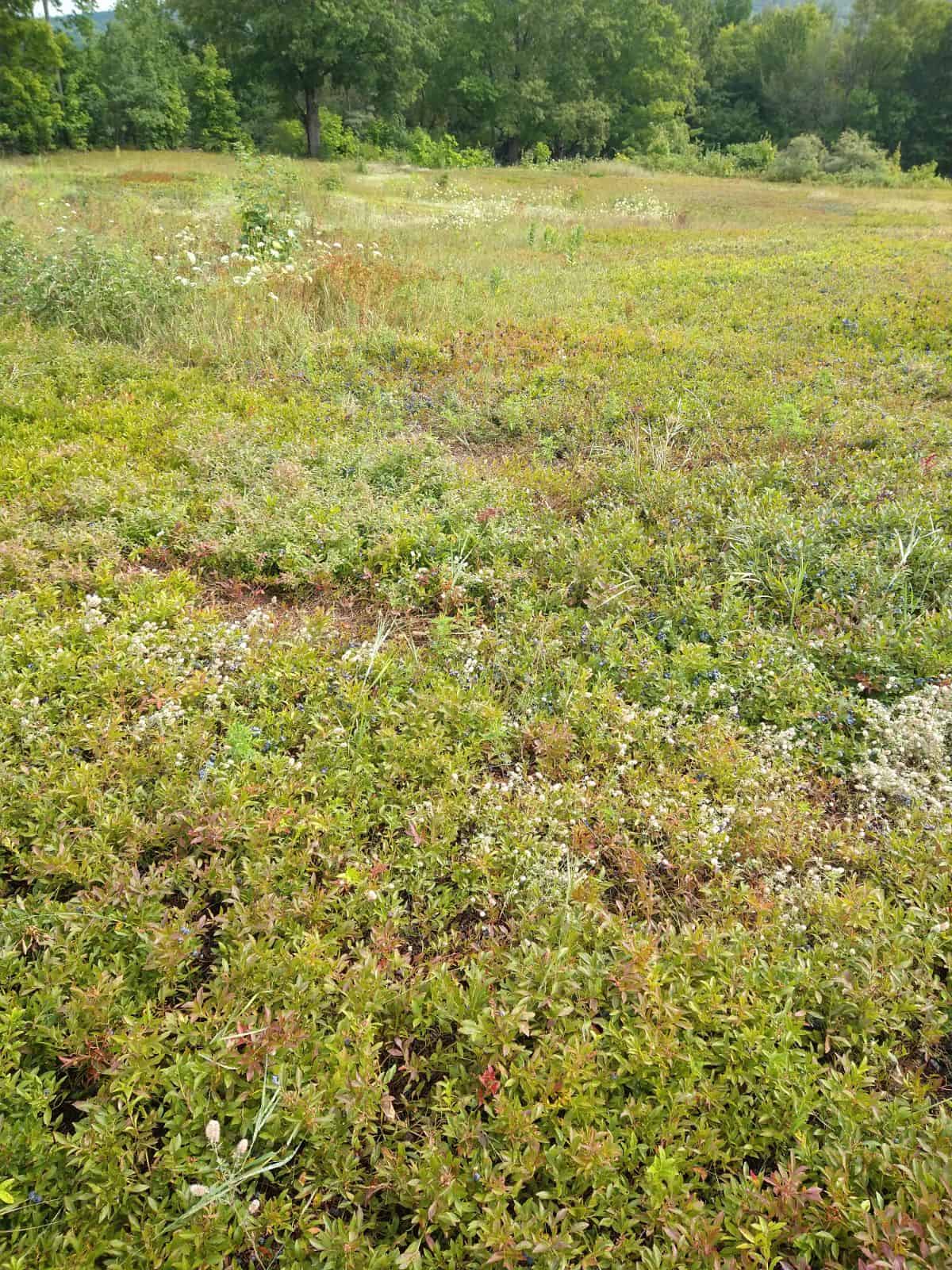 A large field with some trees in the background. The field is full of low wild blueberry plants with some weeds intermixed.