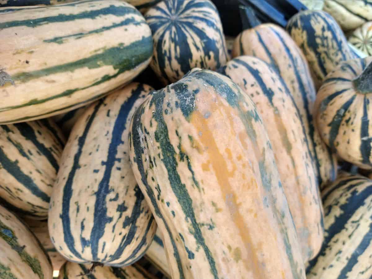 Darker honey boat delicata squash that is a more of a brown mustard color with green stripes and some spots.