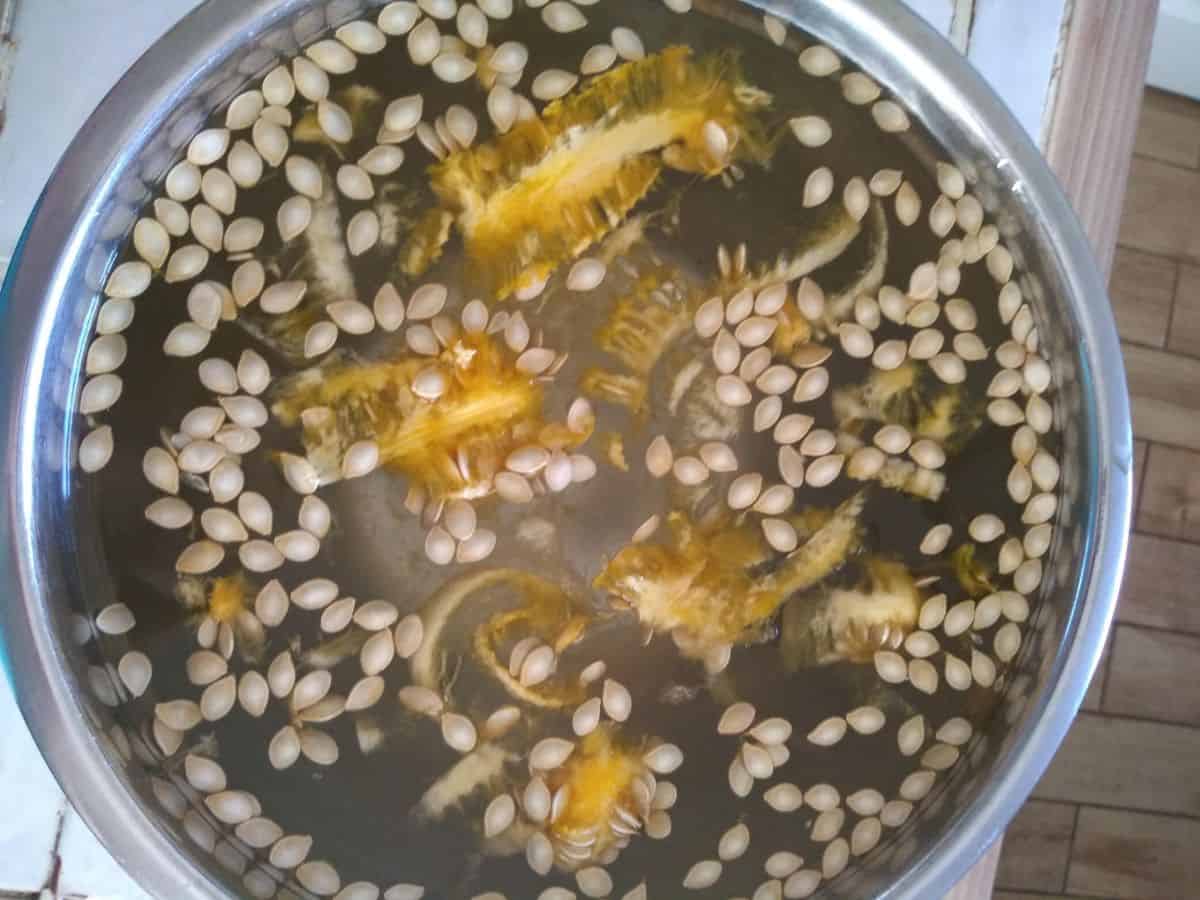 A mixing bowl is filled with water and seeds with the pulp still attached to some. The bowl is on a white tile countertop.