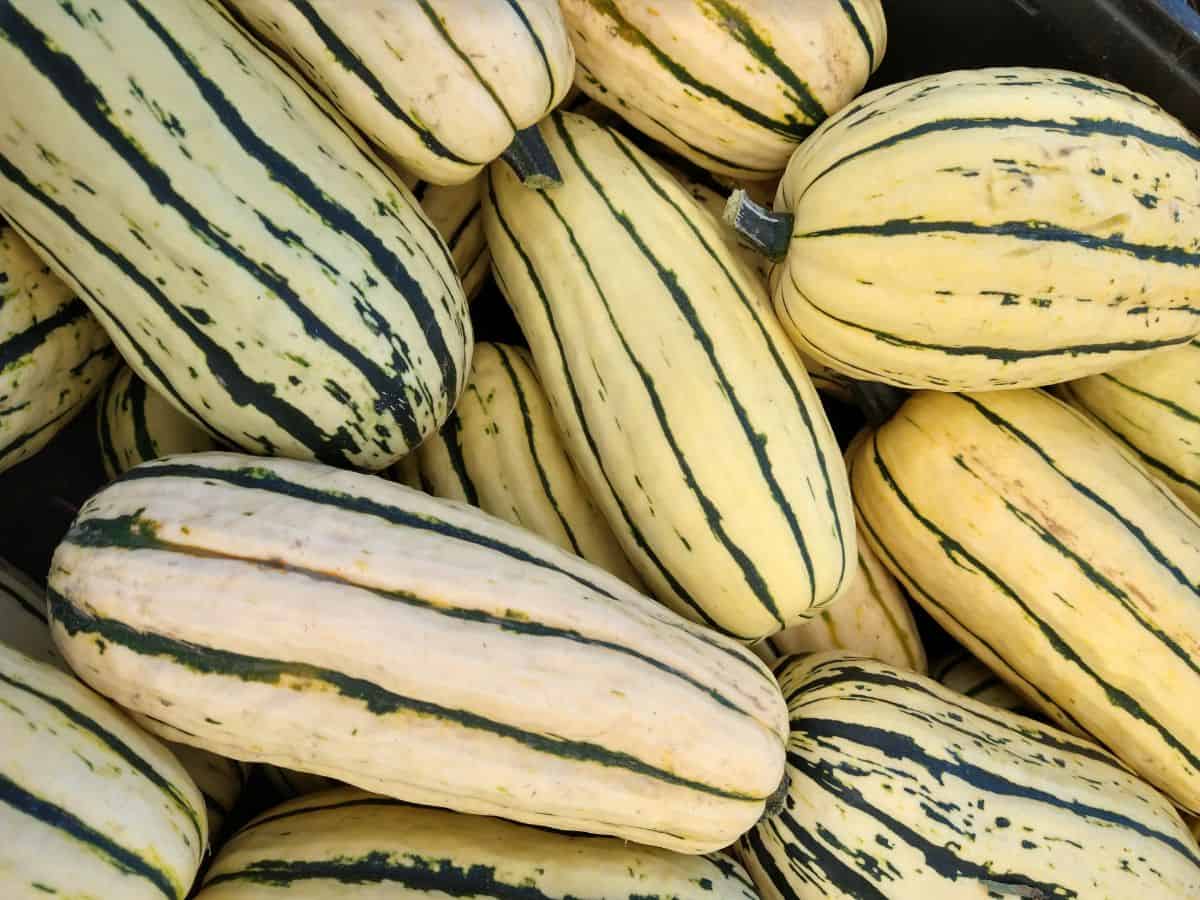 A pile of yellow Delicata squash with green strips and some green spots.