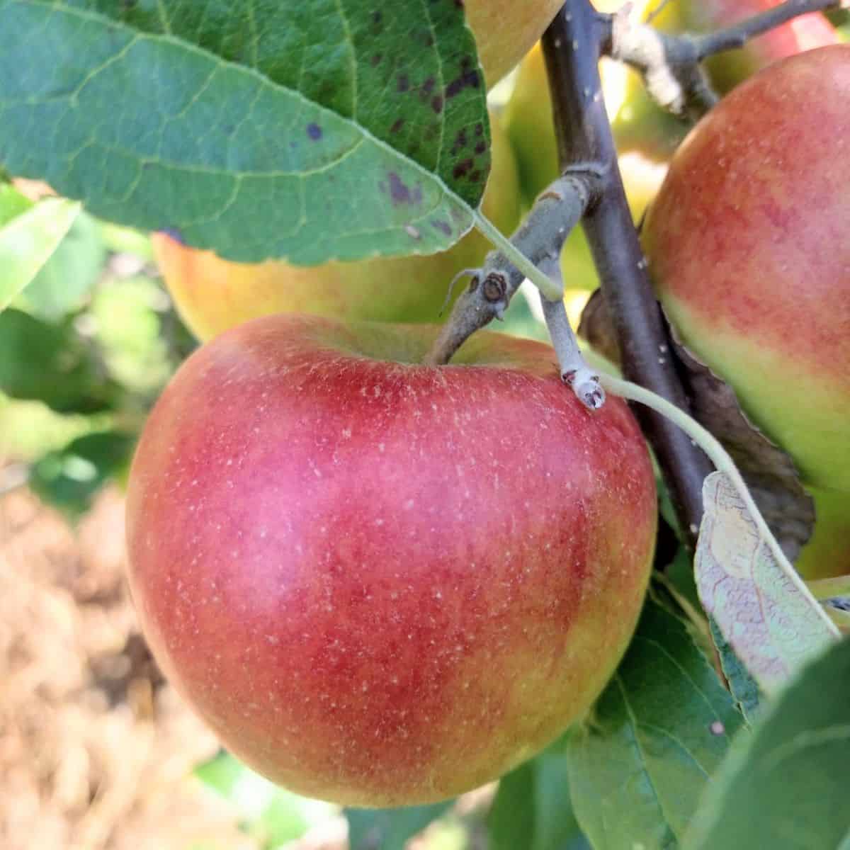 A close up for a Prima apple hanging in a tree.