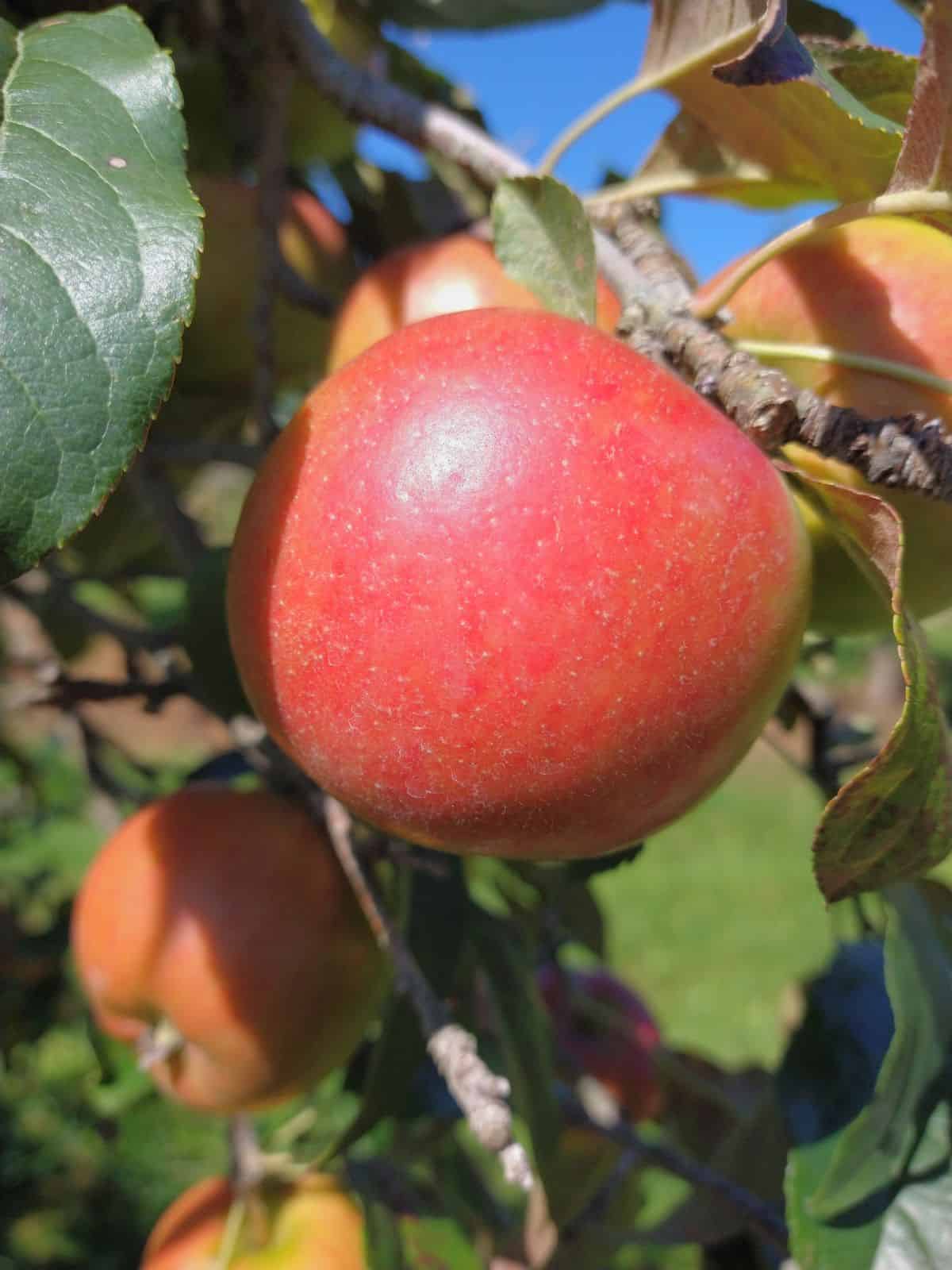 A close up on a red Prima apple with the sun shinning on the skin. 