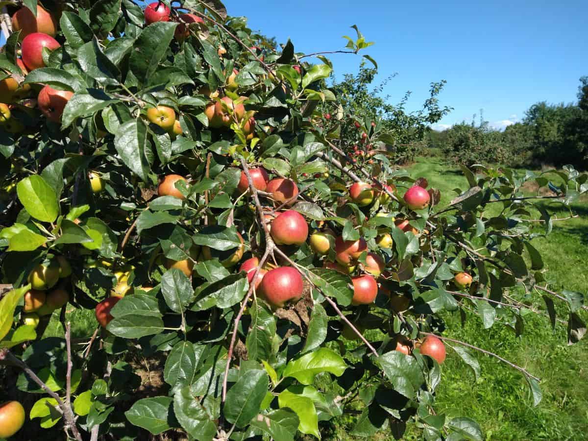 Prima apples in a tree in an apple orcharad.