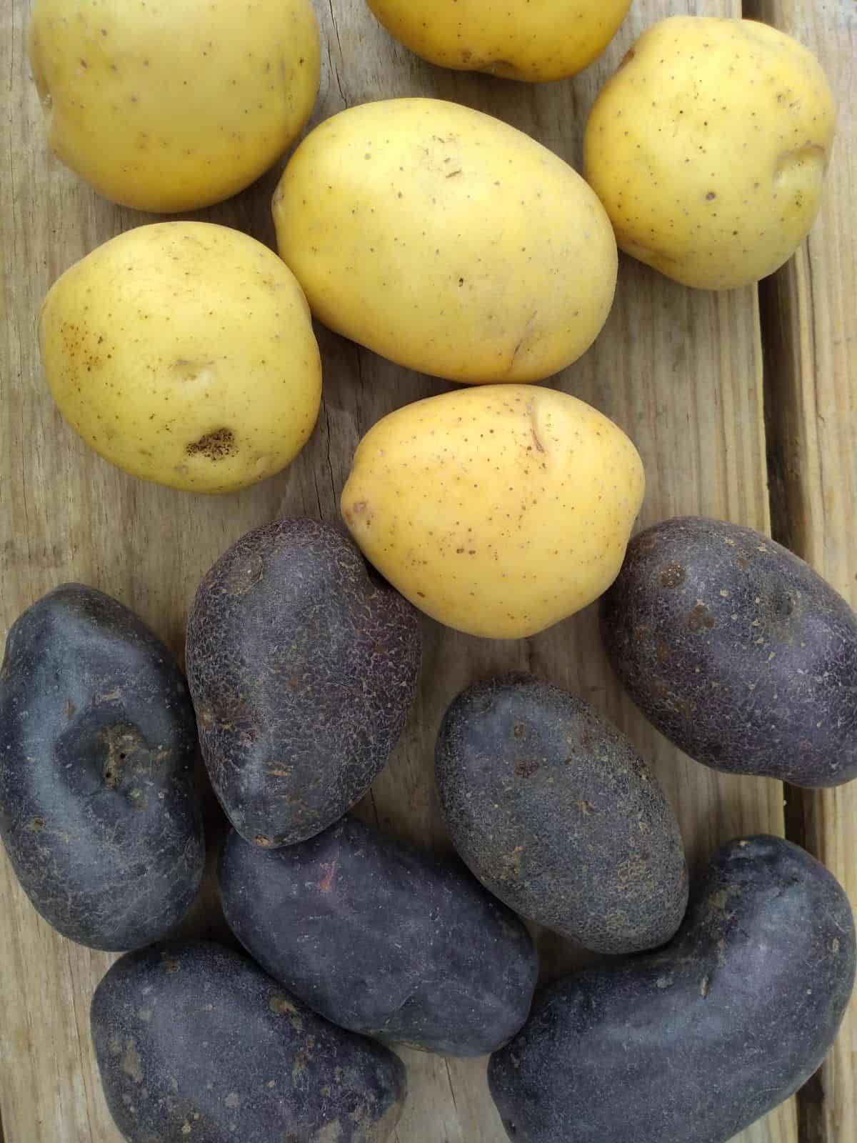 A wood picnic table with yellow potatoes on top and purple potatoes on the bottom.