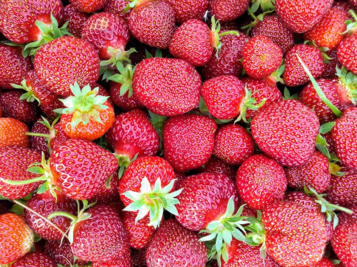 An up close view of a u-pick basket full of red strawberries.