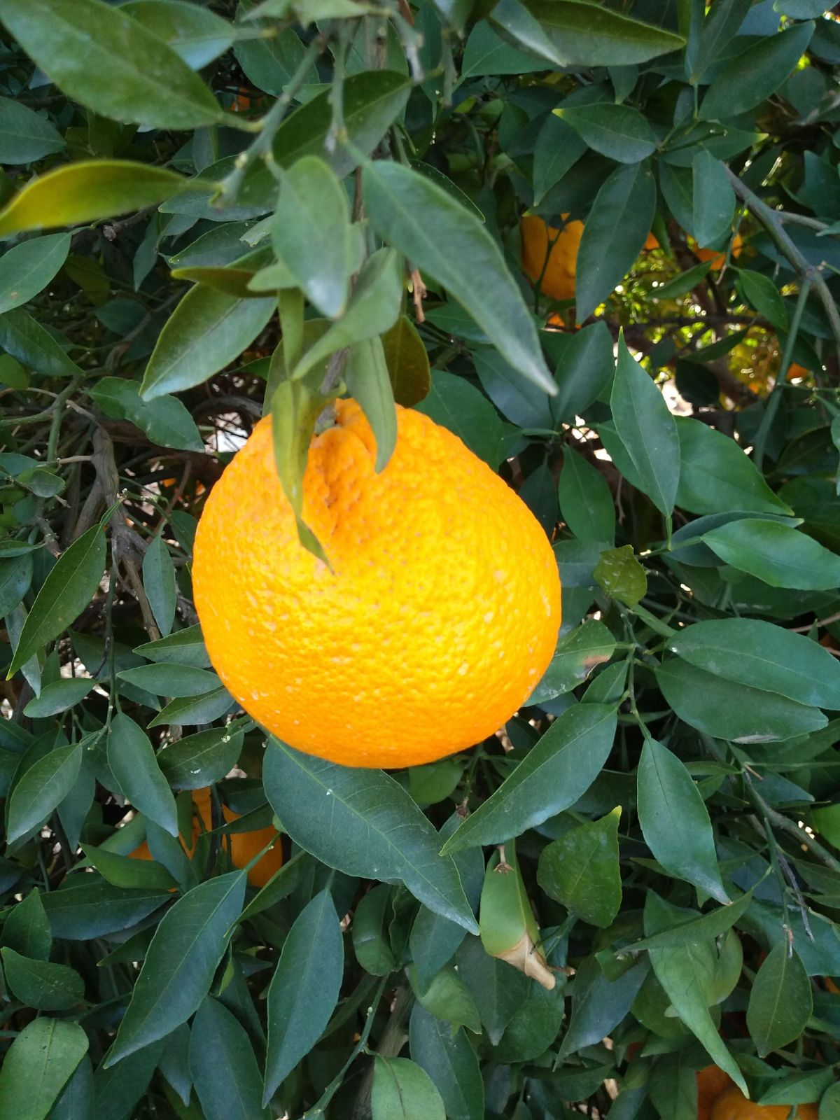 A single clementine mandarin hanging in a tree with green leaves.