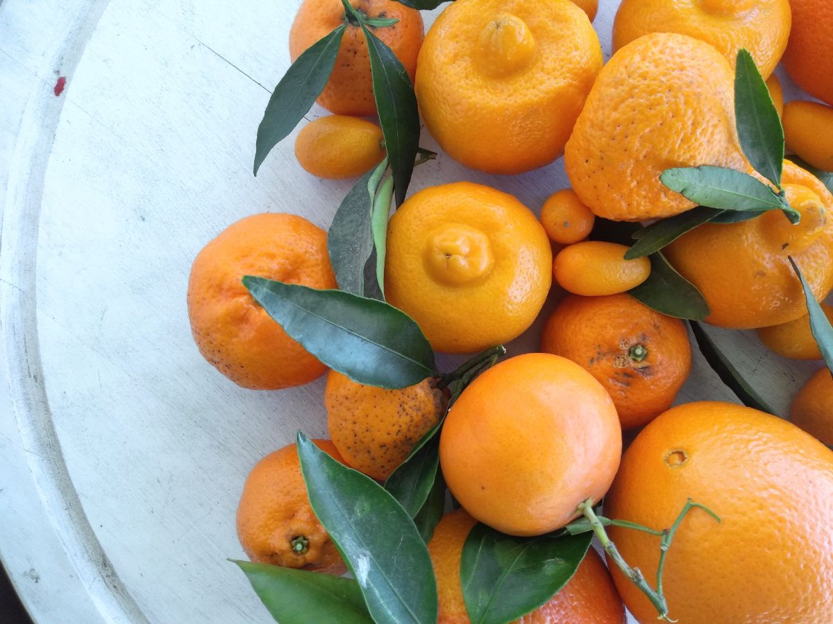 Different types of oranges and mandarins - some with stems - on a round white wood board.