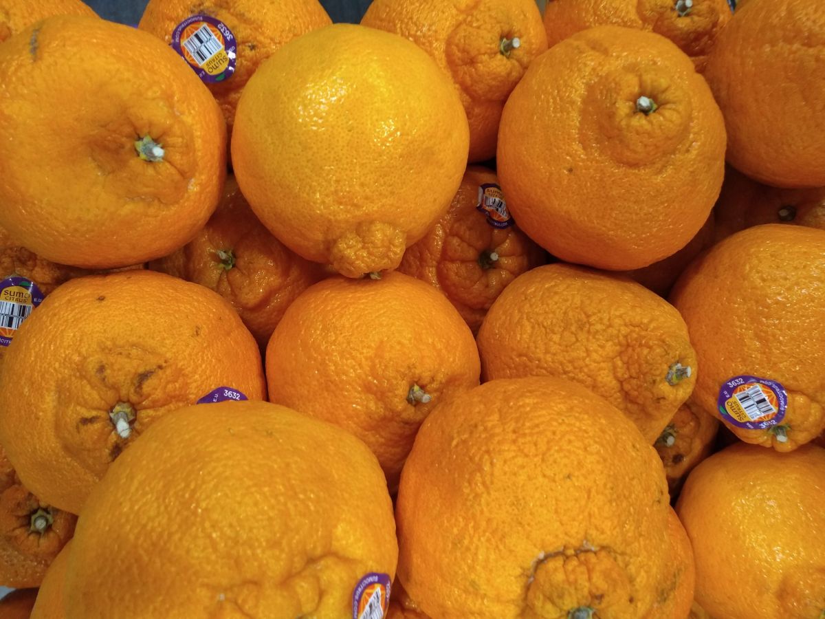 A close up of a display showing many Sumo citrus mandarins at a grocery store